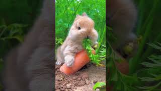 CUTE BUNNY