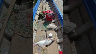 Cá basa gặp mồi này ăn không kịp thở#shorts #cauca #fishing