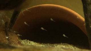 Apistogramma agassizii with fry