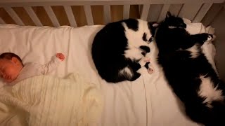 Mom Finds The Cats In The New Baby's Crib