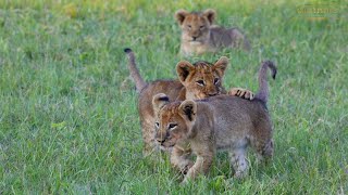 Wildlife Wednesday | Great Plains Conservation