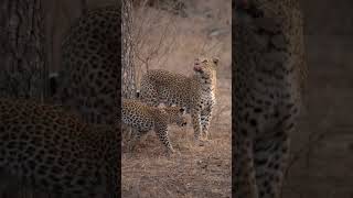 Amazing leapard #shorts #animal #wildlife #nature #beautiful #bbcearth #netgeowild