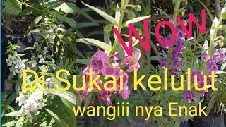 WAJIB TAHU BUNGA INI DI SUKAI KELULUT