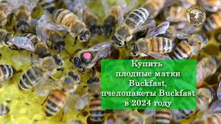 Купить плодные матки Бакфаст в 2024 году Купить пчелопакеты Бакфаст в 2024 году Матки Карника