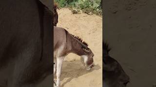 #youtubeshorts #animals #donkey #shorts #pets