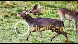 Fallow Deer - Rutting season in Austria