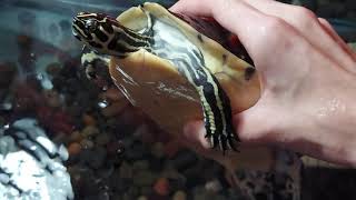 Holding Turt