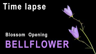 Bellflower blossom opening - Time lapse [4K]