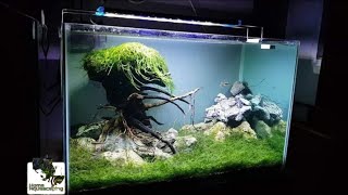 JAVA MOSS CARPET Aquascape |Membuat Aquascape|水草造景