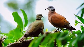 Red Collared Dove, reddish brown tones, appears in tropical plantations