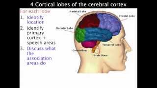 4 lobes of the cerebral cortex - VCE Psychology