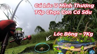 Ngô Khanh cùng Ae Cà Mau vào rừng U Minh Thượng câu cá | Chuyến câu đụng độ cá Lóc Bông & Trăn Rừng