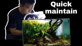 Lowtech Aquascape 70 Days update AMAZING GROW | Adding NEW fish | 无CO2水草缸70天进展