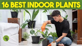 16 Best Indoor Plants To Get Rid Of Toxins & Chemicals