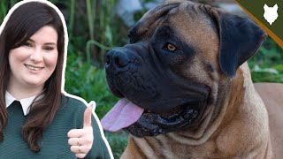 BOERBOEL HISTORY DEEPDIVE