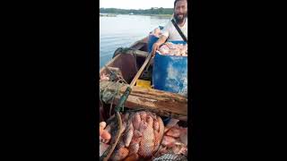 RIBUAN KILO IKAN MATI || Waduk Kedungombo, Jawa Tengah