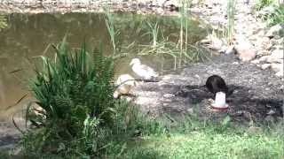 July 31, 2012 - Ducks Cleaning (Gram, Cracker, Malory, and OD)