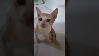 Meong meong meong#shortvidio #funny #cat #cute #