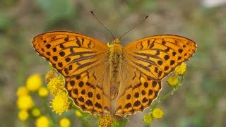 De keizersmantel (Argynnis paphia)