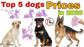 Top 5 Dogs Prices In India | 2020 | Taju logics