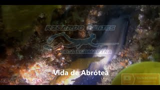 Vida de Abrótea