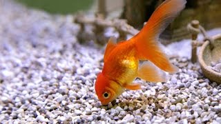 Gold Fish Eating Food ( Red Worms) Sweet Gold fish