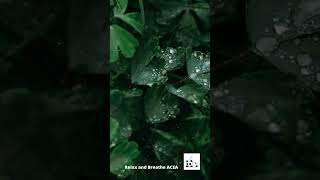 Rain Sounds for Relaxation   Unwind with Soothing Rainfall