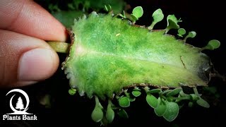 How to Grow Kalanchoe & Succulent plants - Bryophyllum