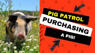 I Paid a Local Farmer to Raise a Pig. How Did It Workout?