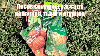 Посев на рассаду кабачков, тыкв и огурцов