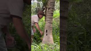 Coconut harvest P3 #music #rock #song #vinyl #shortvideo #giaitri #shorts #coconut #coconutwater