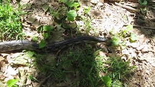 First snake of the year. Chicken Snake in the yard. snake, outdoors, survival.