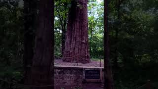 Big Majic Teak Tree | Awarded By Govt of India #shorts #youtubeshorts