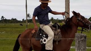 Comédia - chapelão na fazenda, imitação, de William fas tudo.