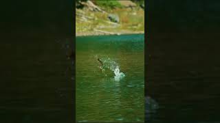 Trout eating damselflies out of mid air! Who is stoked for summer? #flyfishing #fishing