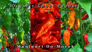 Harvesting Organic Ghost Pepper | Manipuri Oo-Morok / Umorok | Bhut Jolokia | Organic Gardening