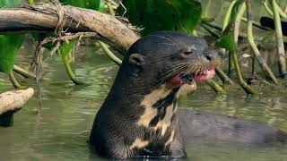 Hungry Giant River Otter Eating Fish Looks in a Hurry