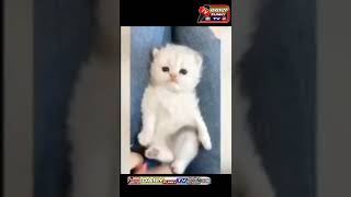 cute funny cats /cats funny clips#catcomedyvideos #catlovers