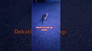 Diam!!!!Dekatin kucing sedang santai#kucing#kucinglucu#tkwtaiwansukses