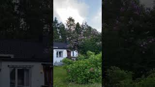 Sweden walks/#outdoors #sweden #shortyoutube #summer #shorts #short #europeantravel #walkingvideo