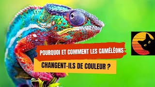 Pourquoi et comment les caméléons changent-ils de couleur ? 🦎🌈