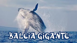 Inacreditável! Baleia Gigante Aparece No Meio Do Nada