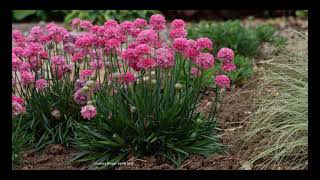 Chelsea Flower Show Plant of the Year 2022 winner