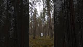 Walking into the Wilderness | Nature Enthusiast | #shorts #asmr #oddlysatisfying