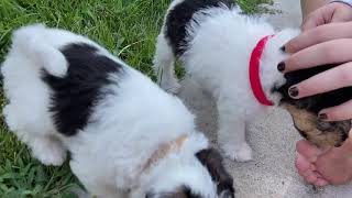 Wire Fox Terrier Pups Playing Outside day 2 (5wks old)