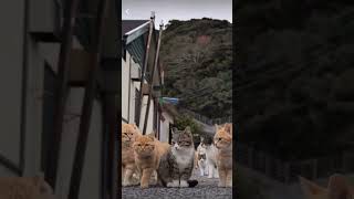 Island 🏝 full of cats 😳😳😳😳😳#instagood #shorts #cute