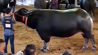 Huge buffalos at a livestock show in Thailand