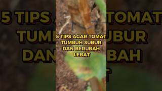 Usahakan pruning dilakukan pada sore hari agar tanaman tida stres. #gardening #perkebunan #pertanian