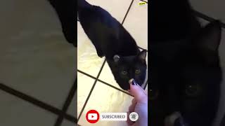 Funniest cats 😹Try Not To Laugh #shorts #funnyanimals  #catsanddogs