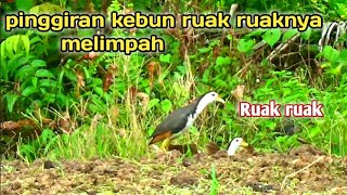 Ternyata di kebun ini ru4k ru4knya melimpah